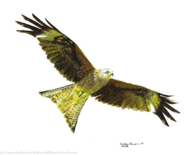 Red Kite - on the hunt