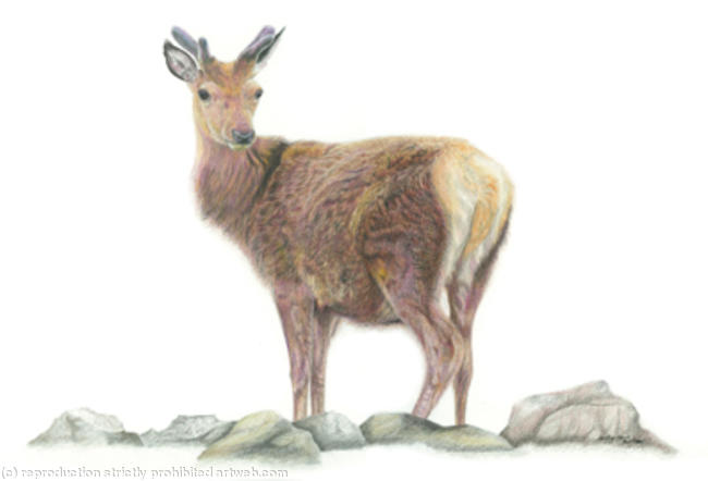 Red Deer - Solitary figure
