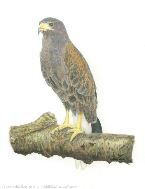 Harris Hawk - Just Eaten