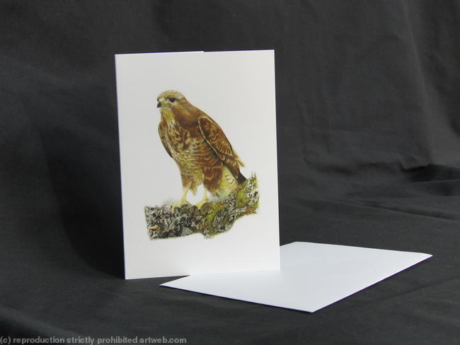 Buzzard - Taking a rest