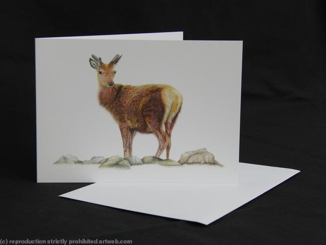 Red Deer - Solitary Figure