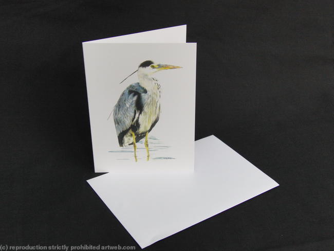 Grey Heron - Silently Watching