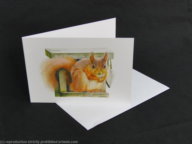 Red Squirrel - Straight at the camera