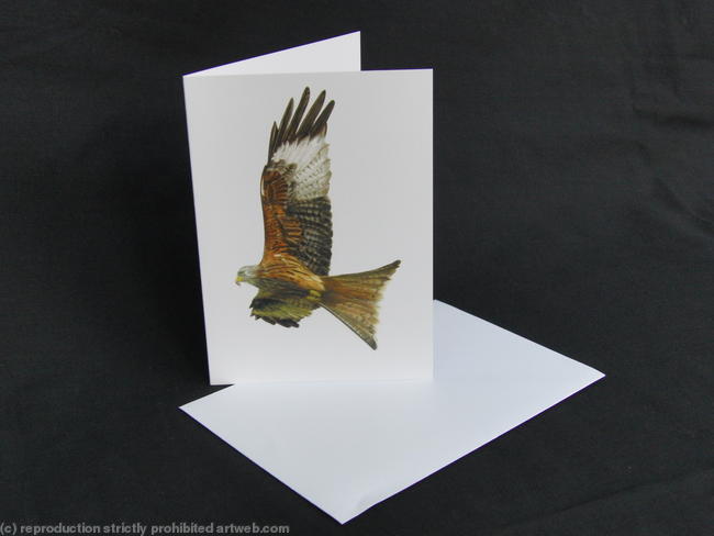 Red Kite - Enjoying the Updraft