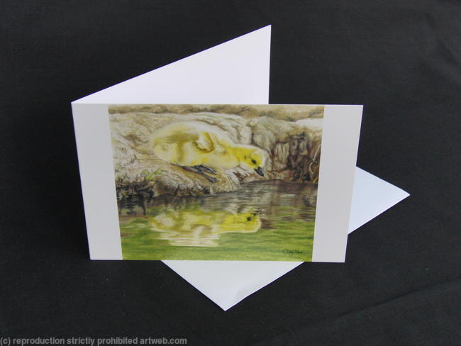 Canada Goose Gosling