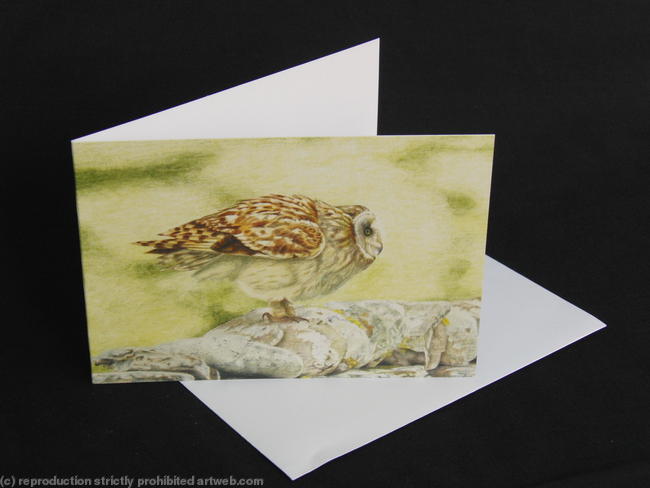 Short Eared Owl - A Great Lauch Pad