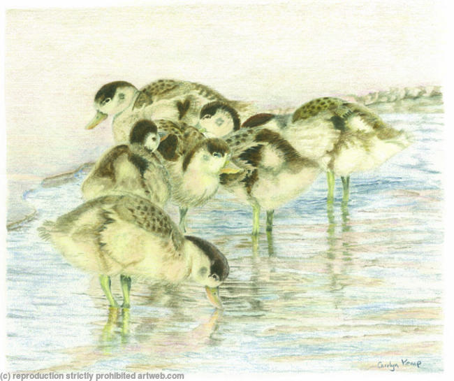 Shelduck Ducklings - Staying together