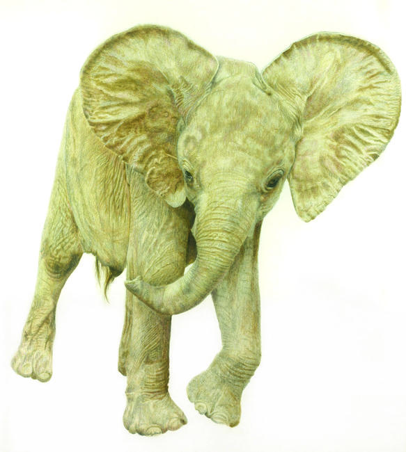 African Elelphant “Oliver, An Orphan with Attitude”
