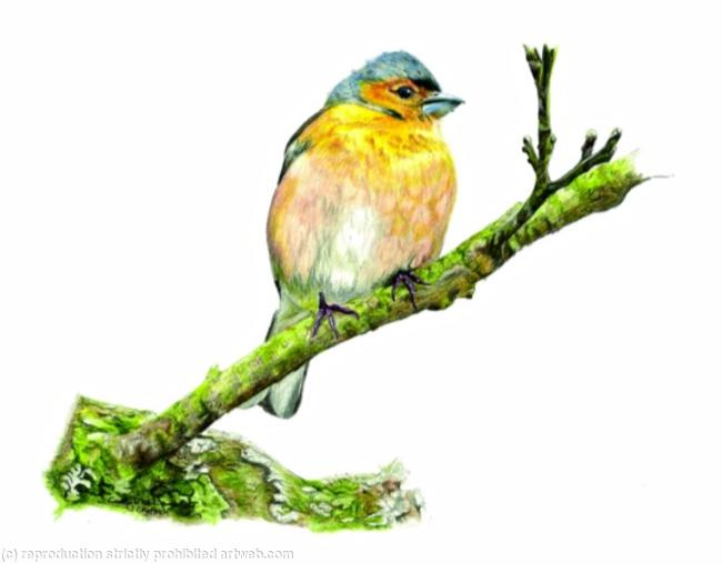 4. Chaffinch - a comfy resting place