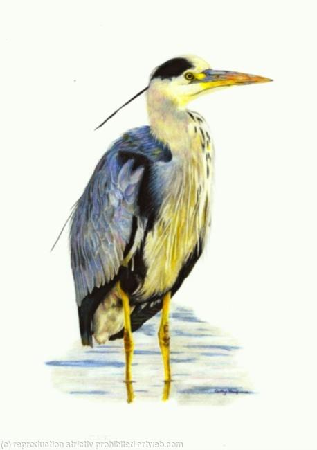 7. Grey Heron - silently watching
