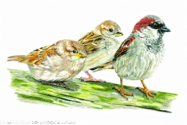 9. House Sparrow - watching how its done