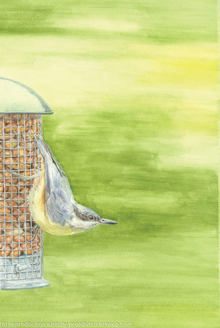 25. Nuthatch - Summers Day