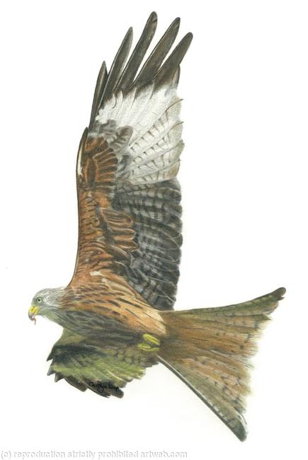 27. Red Kite - Enjoying the updraft