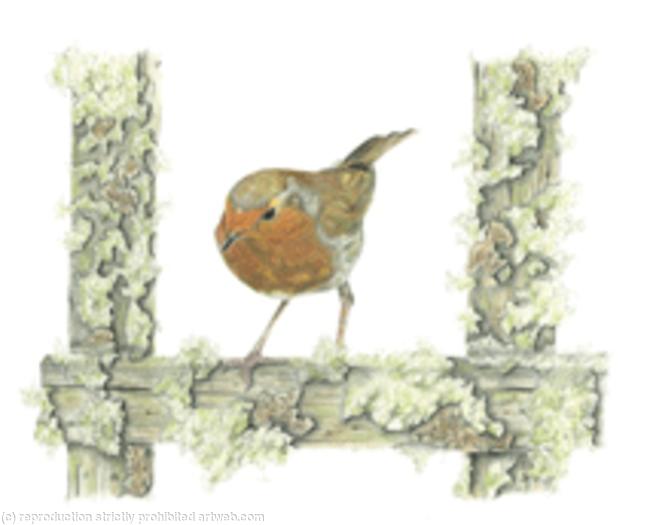 32. Robin - in the frame