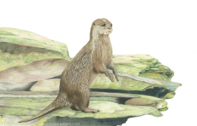 51. Otter - Vantage point