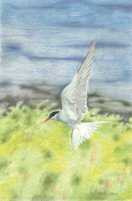 67. Artic Tern – Coming into land