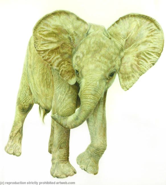 77. African Elelphant – Oliver, An Orphan with Attitude