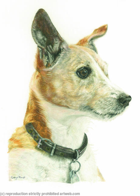 78. Jack Russel - Is that toast?