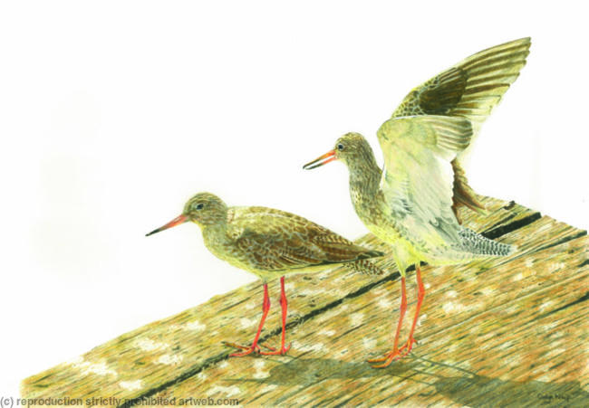 79. Redshank – Limbering up