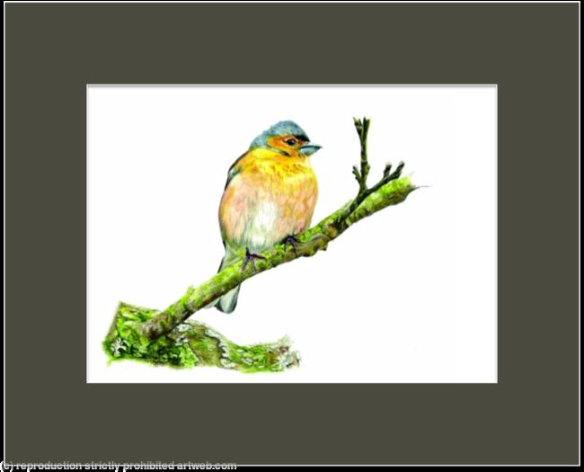4. Chaffinch - a comfy resting place