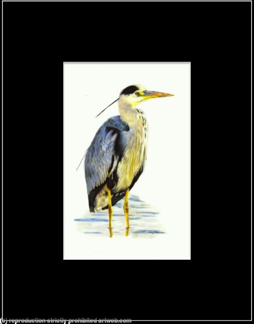 7. Grey Heron - silently watching