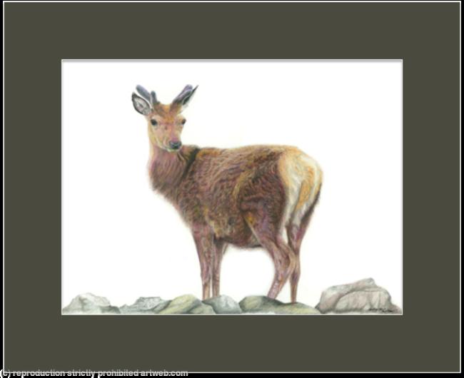 18. Red Deer - Solitary figure