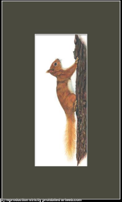 28. Red Squirrel - a quick escape