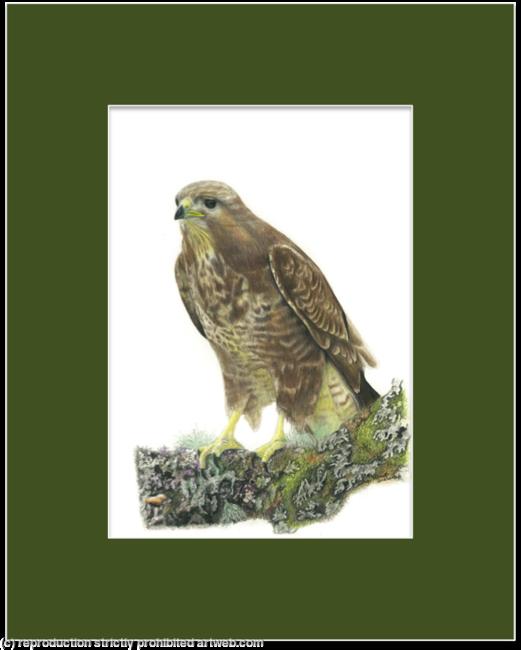 35. Buzzard - taking a rest.