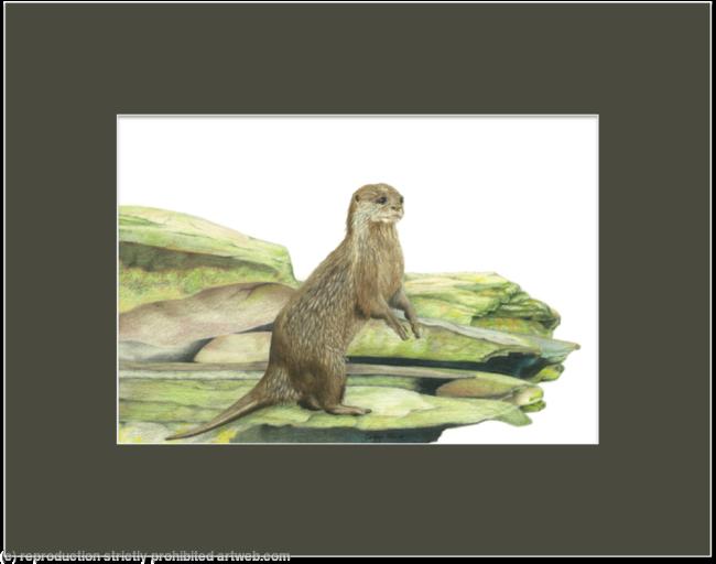 51. Otter - Vantage point