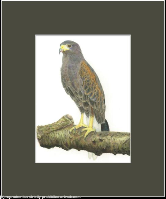 54. Harris Hawk – just eaten