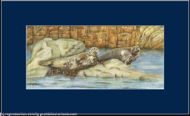 64. Grey seals – basking on the rock