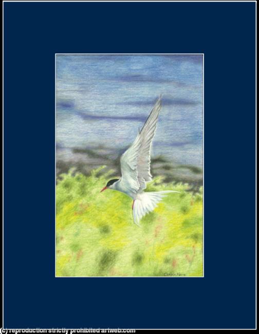 67. Artic Tern – Coming into land
