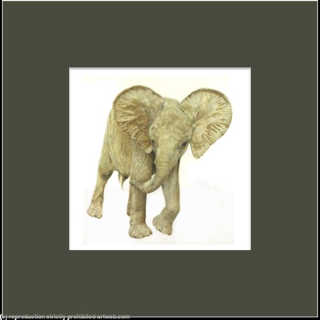 77. African Elelphant – Oliver, An Orphan with Attitude