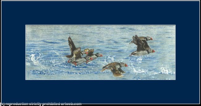 80. Puffins – The Perfect Runway