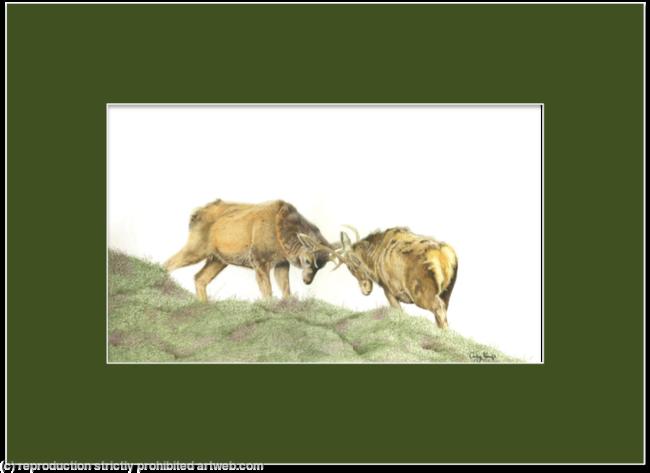 86. Red Deer Stags - The Rutt