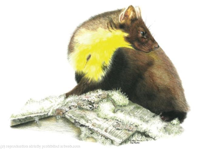 10. Pine Marten - ever alert