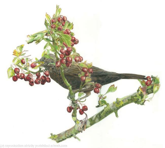 12. Blackbird - berry anyone?