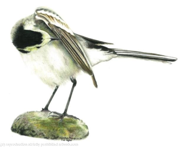 16. Pied Wagtail - settling for the night
