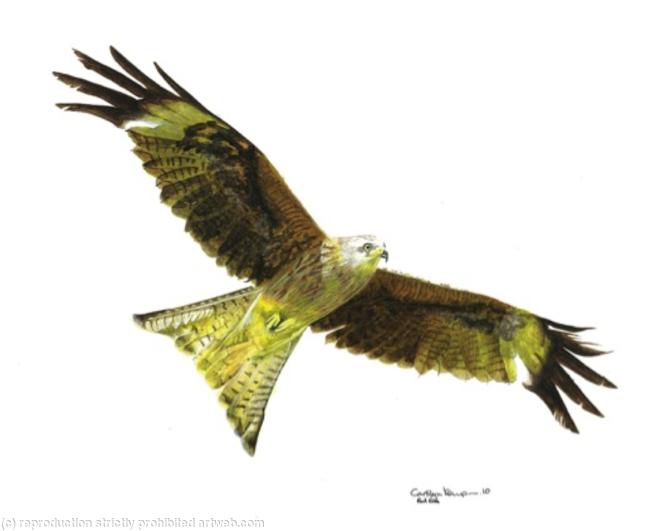 22. Red Kite - on the hunt.
