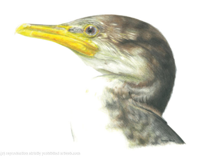 24. Cormorant - playing the waiting game
