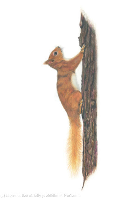 28. Red Squirrel - a quick escape