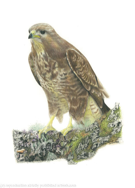 35. Buzzard - taking a rest