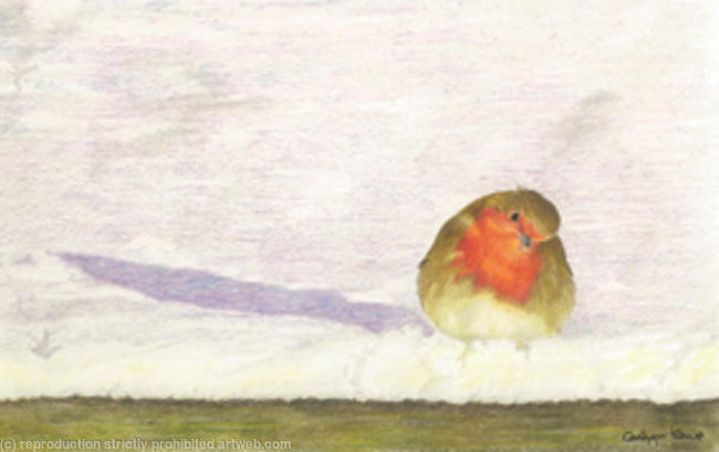 41. Robin - a winters sunset