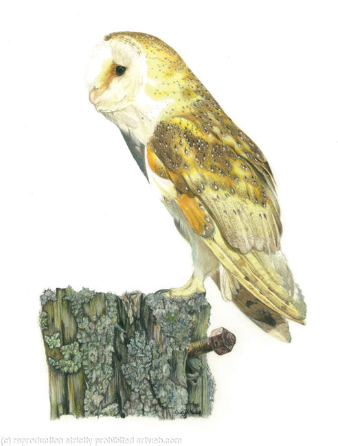 48. Barn Owl - An old rotting post.