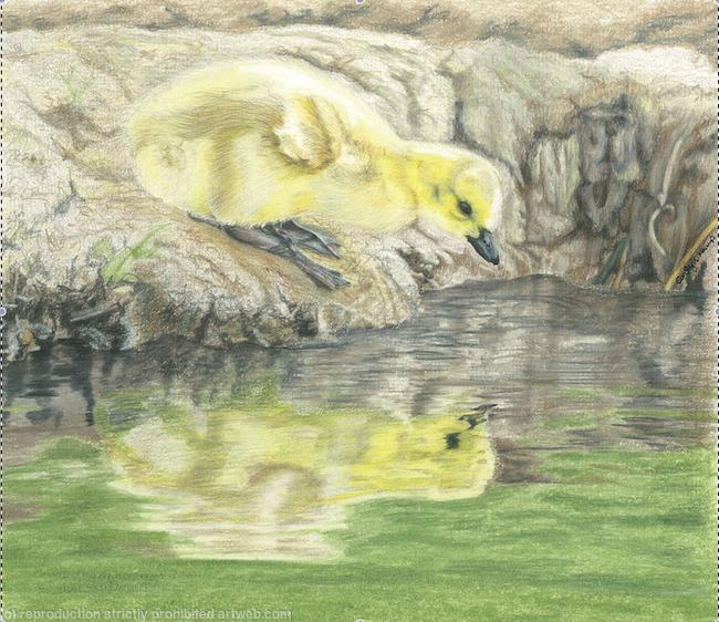 57. Canada Goose Chick - a beautiful gosling.