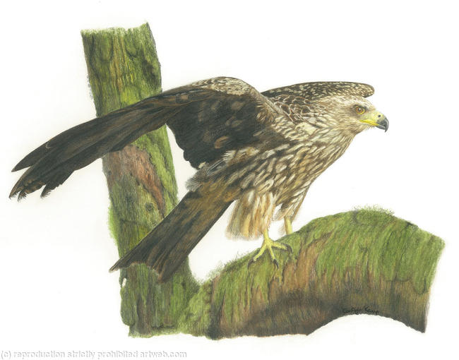 58. Black Kite – Having a rest