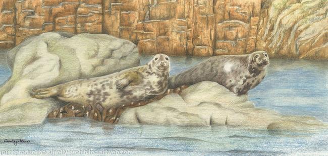 64. Grey seals – basking on the rock.