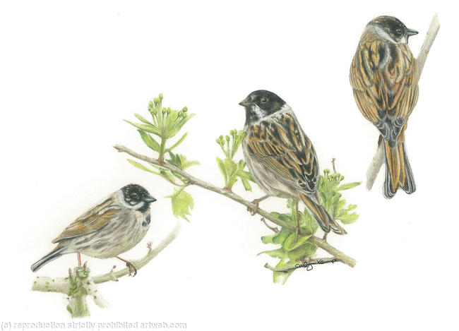 66. Reed Bunting – from every angle