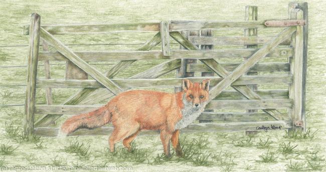 73. Fox – Gate keeper