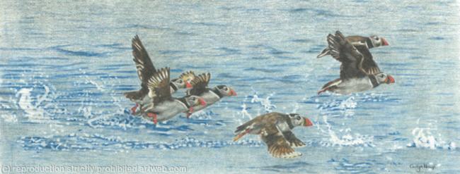 80. Puffins – The Perfect Runway